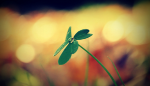 伯恩茅斯大胜对手，继续向前冲